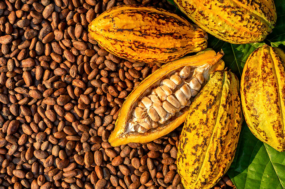 Cacau — produto brasileiro para exportação